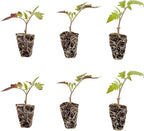 Bonnie Plants Better Boy Tomato Plug, Live Plant, for Burgers, Salsa, and Sauces, Full Sun, 3 Cubic in., 6 Pack