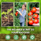 10 Pack Heirloom Tomato Seeds Variety Pack -5000+ Non-GMO Garden Seeds for Planting Outdoors & Indoor Home Gardening Gift, Roma, Chreey Tomatoes & More