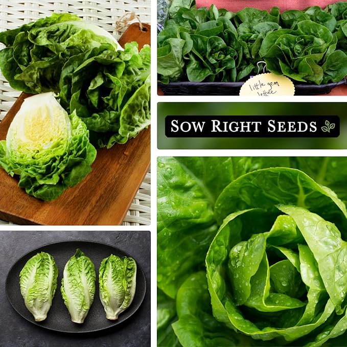 Sow Right Seeds - Little Gem Lettuce Seeds for Planting - Non-GMO Heirloom Packet with Instructions to Plant a Home Vegetable Garden - Outdoors or Indoors Hydroponics - Miniature Romaine Variety (4)