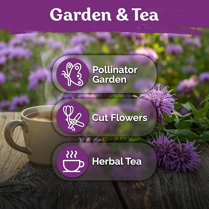 KVITER 1,000 Wild Bergamot Seeds for Planting (Monarda fistulosa) – Bee Balm Native Wildflower, Pollinator Magnet, Organic & Non GMO – Perennial Flower Seeds to Plant Outside in Flower/Herb Garden