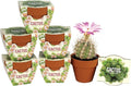 BUZZY Seeds Terracotta Mini Grow Pots | Cactus 6-Pack Daydream Collection | Indoor Flower & Herb Starter Kit for Kids & Adults