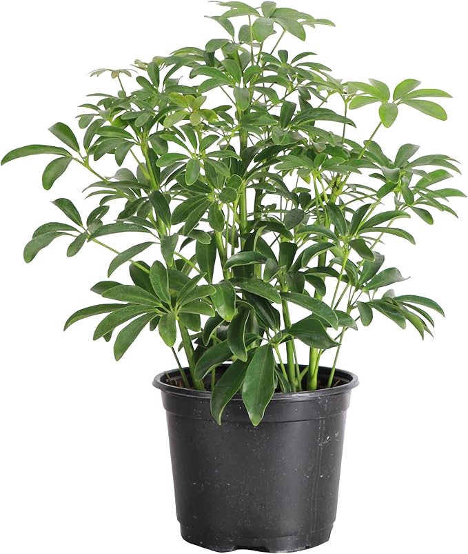Thorsen's Greenhouse Live Arboricola Umbrella Tree Plant, Schefflera Arboricola, Natural Air Purifier, Easy to Grow, Live Indoor Houseplant, 6-inch Diameter (Growers Pot (6" Pot))