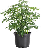Thorsen's Greenhouse Live Arboricola Umbrella Tree Plant, Schefflera Arboricola, Natural Air Purifier, Easy to Grow, Live Indoor Houseplant, 6-inch Diameter (Growers Pot (6" Pot))
