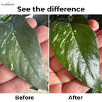 GardenWise Leaf Shine Spray for Indoor Plants – Plant Leaf Cleaner & Shine for Real House Plants – Fragrance-Free, Non-Sticky, Streak-Free Finish, 16 fl oz
