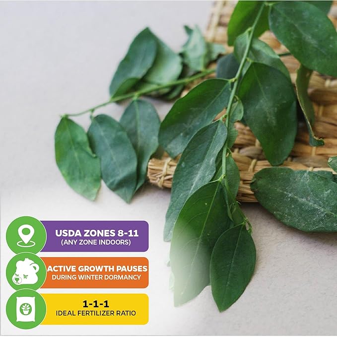 Katuk Tree Live Plant (Sweetleaf Bush) - Sauropus androgynus - Wellspring Gardens Salad Tree Starter Plant - Live Vegetable Plant - Easy to Grow - Ideal for Outdoor & Indoor (2-Pack)