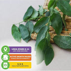 Katuk Tree Live Plant (Sweetleaf Bush) - Sauropus androgynus - Wellspring Gardens Salad Tree Starter Plant - Live Vegetable Plant - Easy to Grow - Ideal for Outdoor & Indoor (2-Pack)