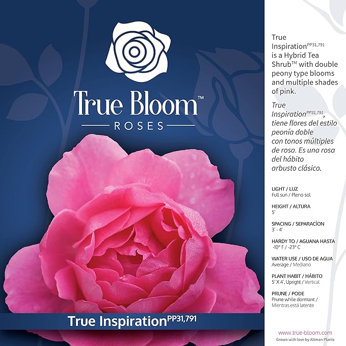 Fresh Roses for Delivery Prime, Pink Rose Live Rose Bush Plants, Indoor Rose Plant Lover Gifts, Fresh Flowers for Delivery Prime, Potted Rose Plant Live Plants, Live Outdoor Plants by Plants for Pets
