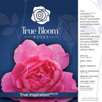 Fresh Roses for Delivery Prime, Pink Roses Live Rose Bush Plants, Indoor Rose Plant Lover Gifts, Fresh Flowers for Delivery Prime, Potted Rose Plant Live Plants, Live Outdoor Plants by Plants for Pets