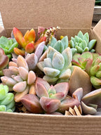 Fat Plants San Diego Miniature Rosette Succulent Cuttings (15)