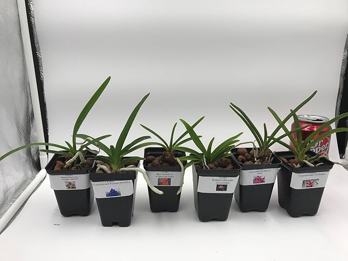 4 Live Orchid Plants to Choose (Vanda)