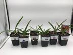 4 Live Orchid Plants to Choose (Vanda)