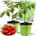 Clovers Garden Juliet Tomato Plants- Two (2) Live Plants – Non-GMO - Not Seeds – Each 4"-8" Tall in 4 Inch Pots - Plum-Type, Crack-Resistant