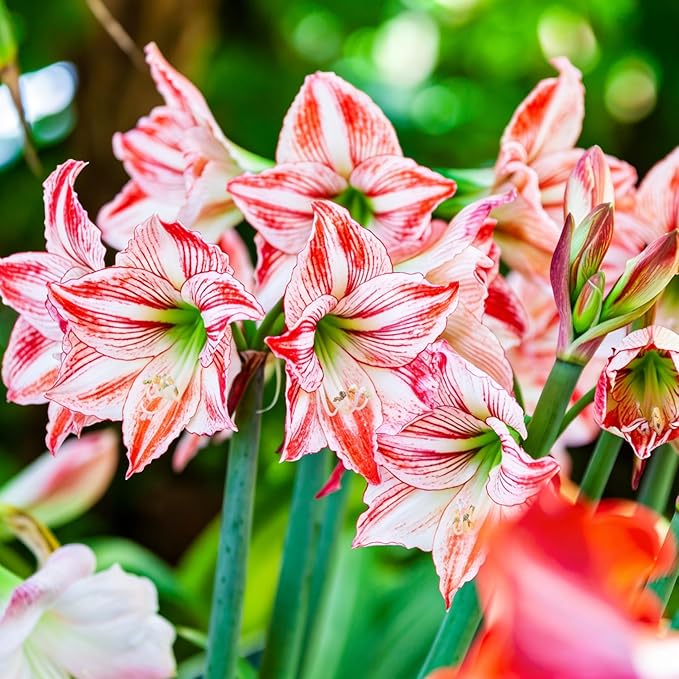 Canna Lily Seeds for Planting, 10pcs Perennial Canna Flower Seeds Non-GMO Heirloom Rare Cut Flower Plants, Open Pollinated Beauty Home Garden for Outdoors