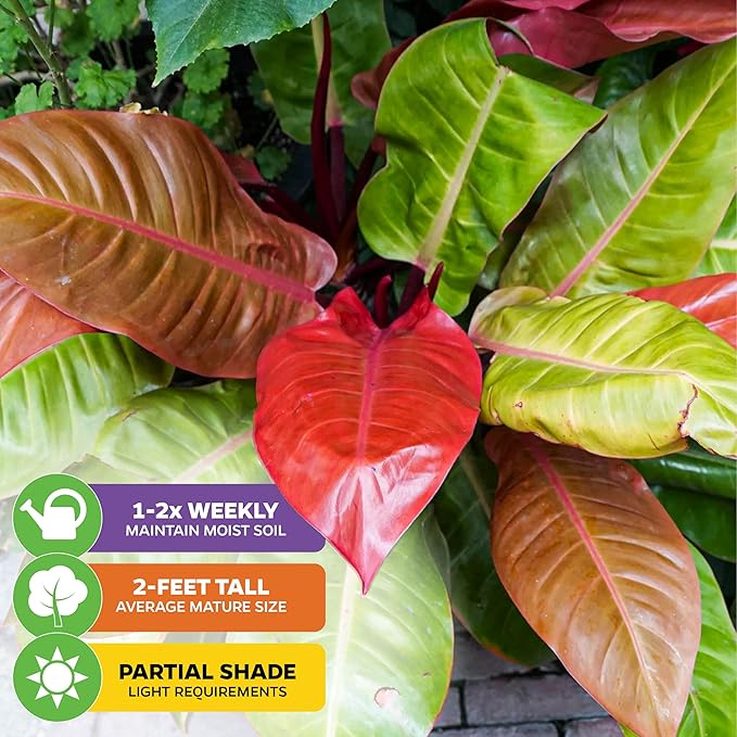 Philodendron Prince of Orange - Philodendron by Wellspring Gardens - Vibrant, Easy Care Indoor - Outdoor Plant with Dynamic Color - Changing Foliage - Plant Enthusiast (2-Pack)