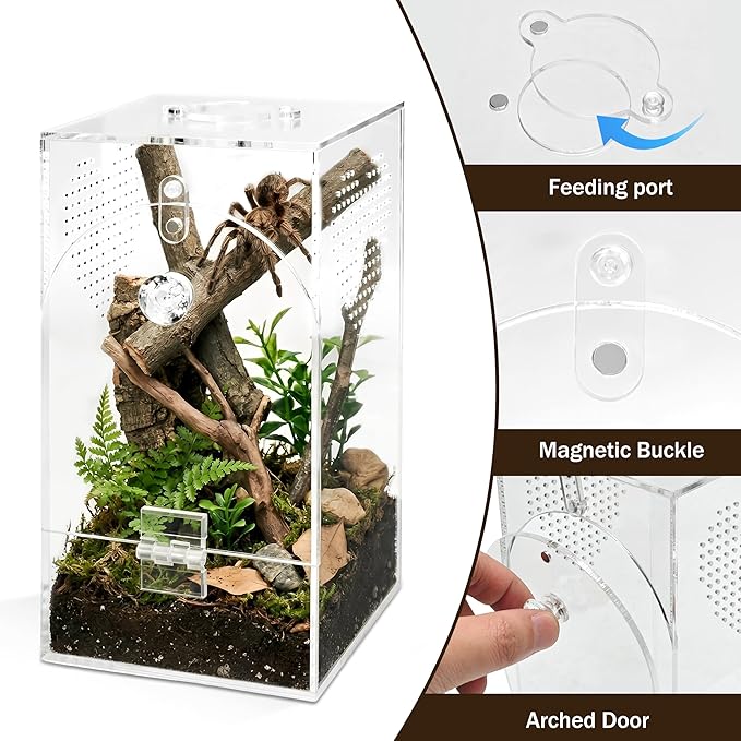 Jumping Spider Enclosure Set, Terrestrial Arboreal Combo, Acrylic Tarantula Terrarium, Praying Mantis Habitat, No Assembly, 2-Size Kit, Large