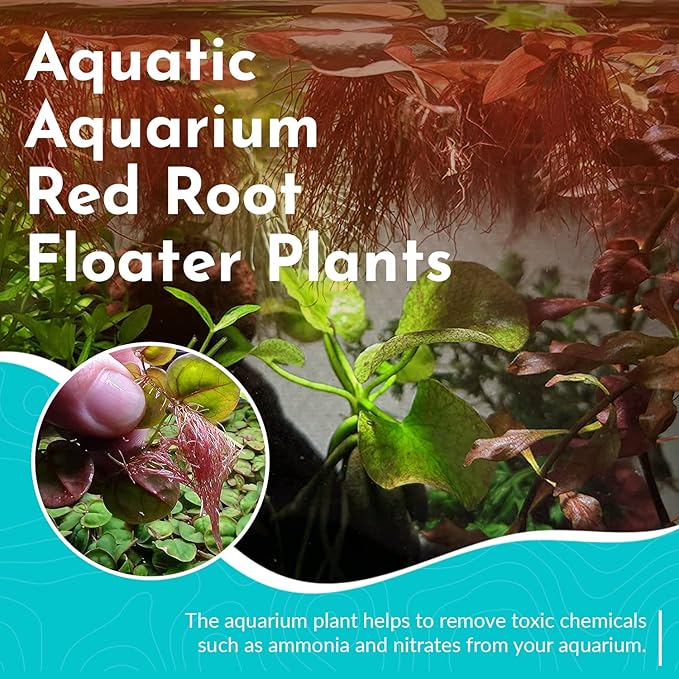 Red Root Floaters Live Plant Portion Cup 4 Ounce Aquarium Plants Live for Shrimp Tank Plants Nutrient Control Fast Growing Floating Cover