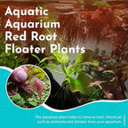 Red Root Floaters Live Plant Portion Cup 4 Ounce Aquarium Plants Live for Shrimp Tank Plants Nutrient Control Fast Growing Floating Cover