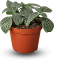 Fittonia White Live Plant for Indoor | Different Houseplants in 4'' & 6'' Pot | Real House Plant for Living Room, Office, Desk & Bathroom | Nerve Plant | Fittonia albivenis