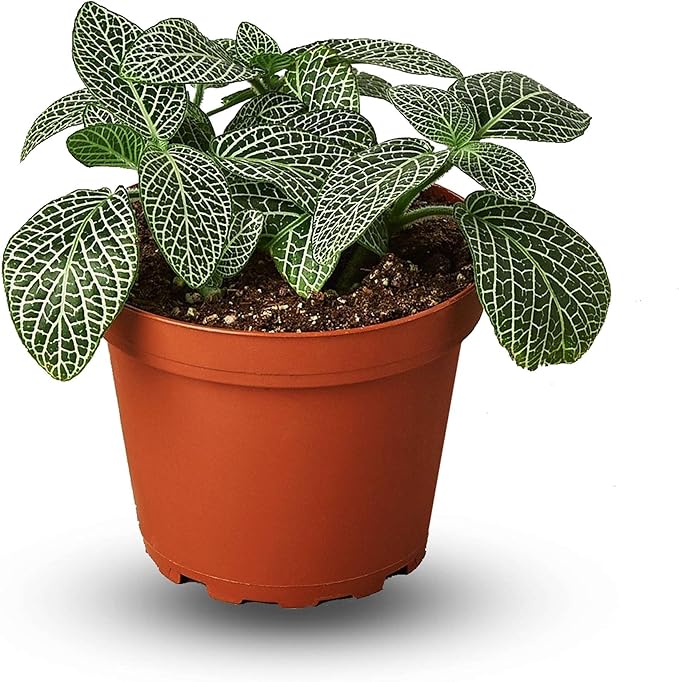 Fittonia White Live Plant for Indoor | Different Houseplants in 4'' & 6'' Pot | Real House Plant for Living Room, Office, Desk & Bathroom | Nerve Plant | Fittonia albivenis