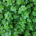 Chalily Creeping Jenny 'Green', a Great Live Pond Plant for Your Water Garden. Filters The koi and Goldfish Pond. Good for Bogs, Plant Shelf or Shallow Water This marginal Aquatic is a Real Beauty