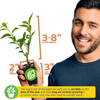 Night Blooming Jasmine Live Plant - Cestrum nocturnum by Wellspring Gardens - Starter Plant (2-Pack)