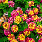 2 Random Lantana Plants Live Trees, Ready to Bloom, Hardy Long Blooming Seasons, Vibrant Colorful Perennial Fragrant, 5-10" in Tall, Full Sun Growing
