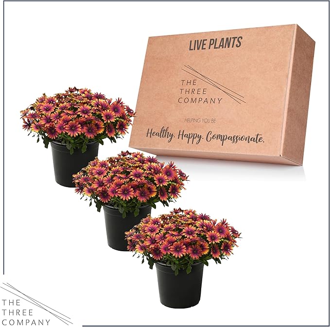 Live Flowering Osteospermum Plant - Copper Amethyst (3 Plants Per Pack) - Beautiful African Daisies - Early Spring Color - 12" Tall by 5" Wide in 1 Qt Pot
