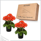 Live Flowering Gerbera Daisies - Orange (2 Plants Per Pack) - Beautiful Spring Flowers - 12" Tall by 5" Wide in 1 Qt Pot