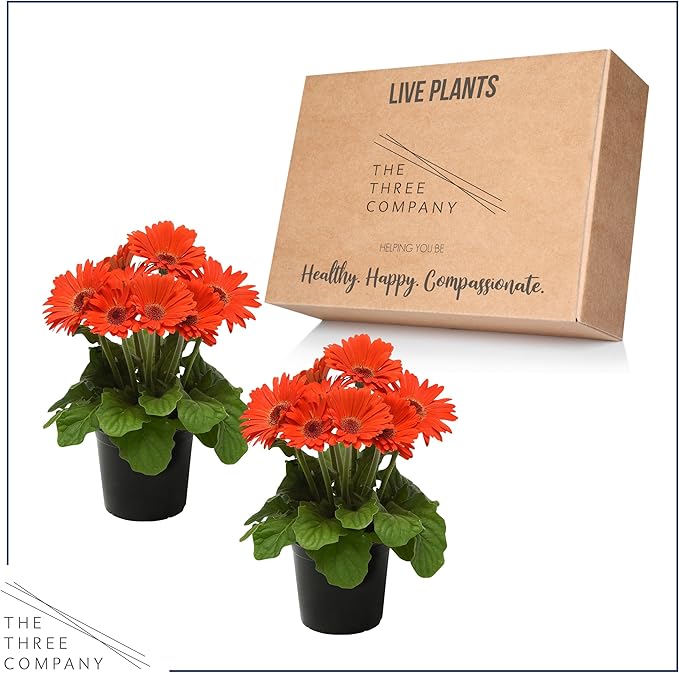 Live Flowering Gerbera Daisies - Orange (2 Plants Per Pack) - Beautiful Spring Flowers - 12" Tall by 5" Wide in 1 Qt Pot