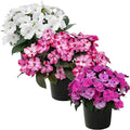 Live Flowering Sunpatiens - Grower's Choice Assorted Colors (3 Plants Per Pack), Beautiful Annual Summer Color, 10" Tall by 6" Wide in 1 Quart Pot