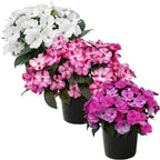 Live Flowering Sunpatiens - Grower's Choice Assorted Colors (3 Plants Per Pack), Beautiful Annual Summer Color, 10" Tall by 6" Wide in 1 Quart Pot