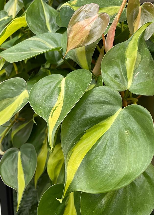 RedCrocus Philodendron 'Brasil' – Variegated Heartleaf Indoor Plant – Easy Care, Air Purifying, Bright Indirect Light, Tropical Foliage, Pet Friendly (Toxic to Pets) 8" Hanging Basket