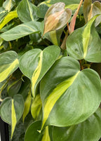 RedCrocus Philodendron 'Brasil' – Variegated Heartleaf Indoor Plant – Easy Care, Air Purifying, Bright Indirect Light, Tropical Foliage, Pet Friendly (Toxic to Pets) 8" Hanging Basket