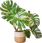 Costa Farms Live Plant, Thai Constellation Monstera House Plant, Decorative Plant Pot, Trending Tropicals Collection for Home and Room Decor, 2-3-Feet Tall