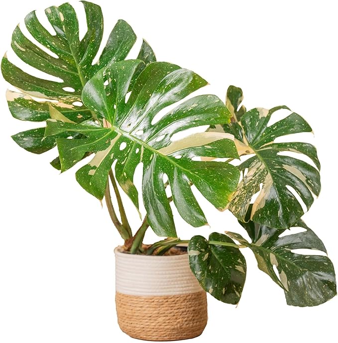 Costa Farms Live Plant, Thai Constellation Monstera House Plant, Decorative Plant Pot, Trending Tropicals Collection for Home and Room Decor, 2-3-Feet Tall