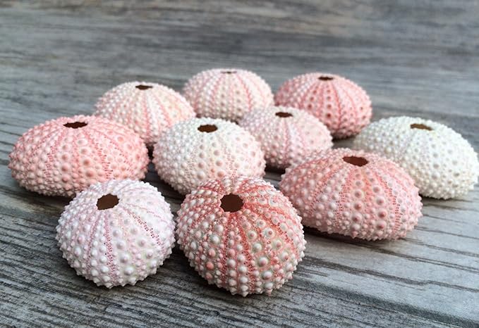 Nautical Crush Trading Sea Urchins Shells for Air Plants - 10 Pink (1-2") Sea Urchin Shells - Hanging Air Plant Holder - Air Plants Live Holders - No Plants Included