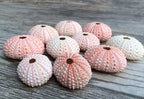 Nautical Crush Trading Sea Urchins Shells for Air Plants - 10 Pink (1-2") Sea Urchin Shells - Hanging Air Plant Holder - Air Plants Live Holders - No Plants Included