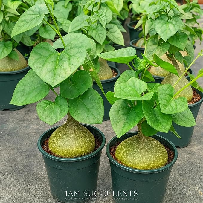 Live Gerrardanthus Macrorhizus – Rare Succulent Caudex Plant – 3–4 Inches Tall – Unique Collector’s Indoor/Outdoor Plant – Low Maintenance and Easy Care