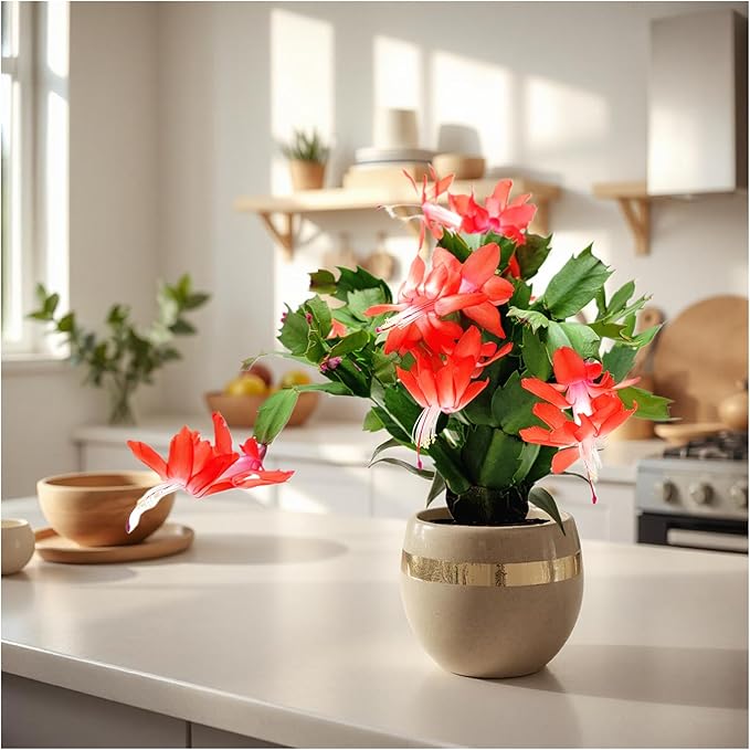 Thanksgiving Cactus,Coral Seasonal Blooms, Live Indoor Plant, Flowering Houseplant, Christmas Cactus, 4-Inch Pot, Holiday Decor, Pet Safe, Free Heat Pack