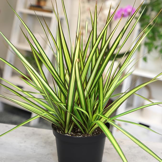 Real Dracaena Marginata 'Sunray' Dragon Tree in 6" Grower Pot, Live Houseplant, Easy Plant Decor, Air Purifying Houseplants for Home or Office by Plants for Pets