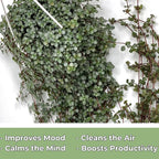 Pilea Glauca Live Plant with Hanging Basket - 4.5Inch Pilea Plant - Aquamarine Trailing Hanging Plants Live - Fully Rooted Houseplant for Home Office Decorations & Birthday Gift(Heat Pack Included)