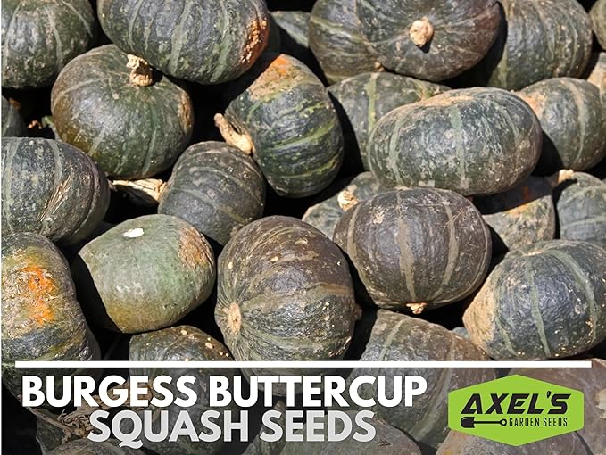 Winter Squash Seeds for Planting – Plant & Grow Burgess Buttercup Squash – Instructions to Plant Non GMO Heirloom Home Outdoor Vegetable Garden – Great Gardening Gift, 1 Packet