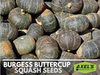 Winter Squash Seeds for Planting – Plant & Grow Burgess Buttercup Squash – Instructions to Plant Non GMO Heirloom Home Outdoor Vegetable Garden – Great Gardening Gift, 1 Packet
