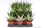 Live Aloe Succulents – Large Assorted 4-Inch Aloe Succulents – Fully Rooted Aloe Succulents (15)