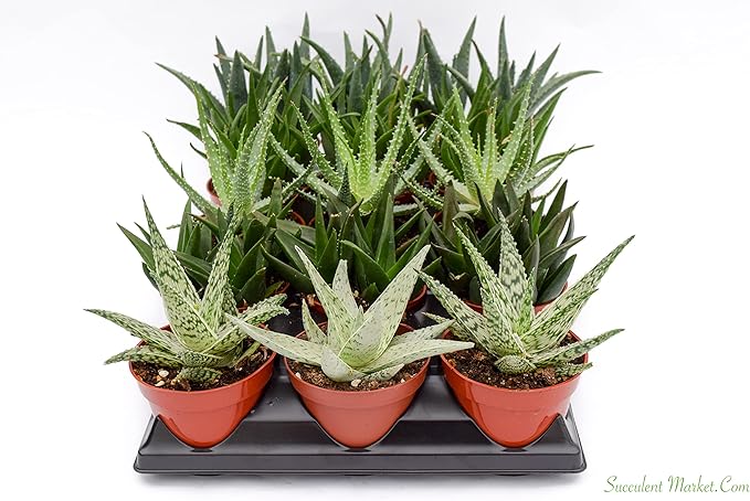 Live Aloe Succulents – Large Assorted 4-Inch Aloe Succulents – Fully Rooted Aloe Succulents (15)