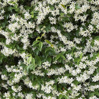 Star Jasmine/Confederate Jasmine - Trachelospermum Jasminoides. Live. Fragrant Flowers. (2 Plants in Cup)