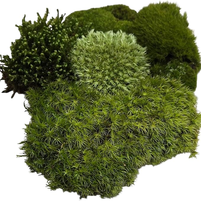 Live Terrarium Moss Assortment