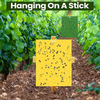 Qualirey 100 Pcs 6 x 8 Inch Sticky Traps for Plant Double Sided Sticky Trap for Gnats with Twist Ties Fly Traps for Fruit Insect Fungus Bugs Indoor Outdoor (Yellow,Blue,Green)