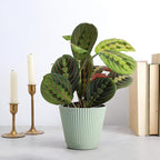 Thorsen's Greenhouse Red Prayer Plant, Live Indoor Plant, Pet Friendly, Popular Houseplant, Red Maranta, Easy to Grow, 4" Diameter Pot (Sage)