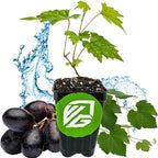 Southern Home Muscadine Grape - Vitis rotundifolia by Wellspring Gardens - Stunning Ornamental Vine, Grapevine for Southern Gardens, Unique Oak-Shaped Leaves, Juicy Black Grapes - Starter Plant